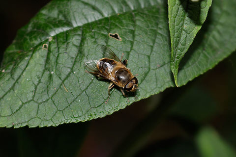 identifying photo for an other photo i amde this shot purely for identifying the species, and that is also the reason why i uploaded it. so i didnt do my best when i made this photo
The eyes
https://www.jungledragon.com/image/52578/some_sort_of_bee_or_bumblebee.html Drone fly,Eristalis pertinax