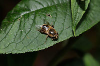 identifying photo for an other photo i amde this shot purely for identifying the species, and that is also the reason why i uploaded it. so i didnt do my best when i made this photo<br />
The eyes<br />
https://www.jungledragon.com/image/52578/some_sort_of_bee_or_bumblebee.html Drone fly,Eristalis pertinax