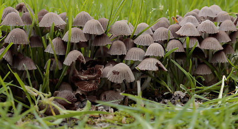 Possibly Coprinus disseminatus Hey guys, this is my first photo on Jungledragon in some time. i kept busy, but most photo's didnt turn out good enough in my eyes to be uploaded here.

with this photo i am happy enough to upload it, although i am not entirely happy, mostly because of the grass. wich i tried to get away when i was shooting but i forgot some grass, and some gras was between the fungi. so it may seem very bussy, but i tried to compensate that with the crop i chose. i also wanted to use this photo as a learning tool, so i also get better in this kind of surroundings. and to get feedback on what can be better, and how to achieve that. so feedback is very much welcome. 

the species was hard to determain, it looked alot like the Coprinus disseminatus, but it seems to be a bit darker (maybe a later state). so it is possible i have determaind the species wrong. 

one funny thing i really wanted to keep was the very small creature one the left that sits on one of the fungi. i didnt see it during shooting, but when i imported the photo's  my eyes cought it. i found it cool as it is something small, but also unexpected. 
 Coprinellus disseminatus,Geotagged,Netherlands,Summer