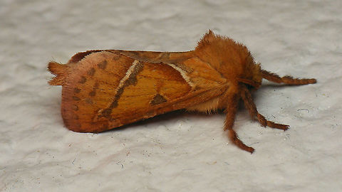Triodia sylvina Quick snapshot on the bathroom wall to add the species for Germany :o) Geotagged,Germany,Hepialidae,Lepidoptera,Orange swift,Triodia,Triodia sylvina,nl: Oranje wortelboorder