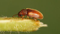 Cryptophilus propinquus - Lateral A little over 2mm. Often confused with Cryptophagidae, sometimes classified as family Languriidae or even in its own family Cryptophildae, nowadays mostly listed as part of the Erotylidae.<br />
Used to be identified as Cryptophilus integer, but this species was split by Esser (2016). He studied the type of integer and concluded that this was conspecific with Micrambe abietis (Cryptophagidae), so he (eventually) split the old "integer" in two species: Cryptophilus angustus and C. propinquus.<br />
My ID of this one as C. propinquus is based mostly on the shape of the pronotum, which is not a 100% clear character due to individual variability, but this one seems to be clearly enough in the propinquus-range imho.<br />
Same beetle more dorsally:<br />
https://www.jungledragon.com/image/100285/cryptophilus_propinquus_-_dorsal.html<br />
Some close-ups of ID-ing details:<br />
https://www.jungledragon.com/image/100286/cryptophilus_propinquus_-_id-ing_details.html Cryptophilus,Cryptophilus integer,Cryptophilus propinquus,Erotylidae,Geotagged,Germany,Languriidae
