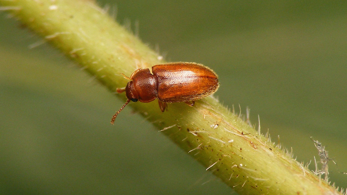 Cryptophilus propinquus - Dorsal For details see with this image:<br />
<figure class="photo"><a href="https://www.jungledragon.com/image/100284/cryptophilus_propinquus_-_lateral.html" title="Cryptophilus propinquus - Lateral"><img src="https://s3.amazonaws.com/media.jungledragon.com/images/3043/100284_thumb.jpg?AWSAccessKeyId=05GMT0V3GWVNE7GGM1R2&Expires=1759968010&Signature=Pk8p7oDI5hwWIhkUUimeGF255TE%3D" width="200" height="114" alt="Cryptophilus propinquus - Lateral A little over 2mm. Often confused with Cryptophagidae, sometimes classified as family Languriidae or even in its own family Cryptophildae, nowadays mostly listed as part of the Erotylidae.<br />
Used to be identified as Cryptophilus integer, but this species was split by Esser (2016). He studied the type of integer and concluded that this was conspecific with Micrambe abietis (Cryptophagidae), so he (eventually) split the old &quot;integer&quot; in two species: Cryptophilus angustus and C. propinquus.<br />
My ID of this one as C. propinquus is based mostly on the shape of the pronotum, which is not a 100% clear character due to individual variability, but this one seems to be clearly enough in the propinquus-range imho.<br />
Same beetle more dorsally:<br />
https://www.jungledragon.com/image/100285/cryptophilus_propinquus_-_dorsal.html<br />
Some close-ups of ID-ing details:<br />
https://www.jungledragon.com/image/100286/cryptophilus_propinquus_-_id-ing_details.html Cryptophilus,Cryptophilus integer,Cryptophilus propinquus,Erotylidae,Geotagged,Germany,Languriidae" /></a></figure> Cryptophilus,Cryptophilus integer,Cryptophilus propinquus,Erotylidae,Languriidae