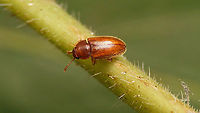 Cryptophilus propinquus - Dorsal For details see with this image:<br />
https://www.jungledragon.com/image/100284/cryptophilus_propinquus_-_lateral.html Cryptophilus,Cryptophilus integer,Cryptophilus propinquus,Erotylidae,Languriidae