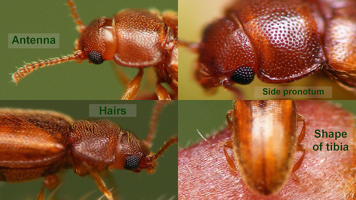 Cryptophilus propinquus - ID-ing details For details see with this image:<br />
<figure class="photo"><a href="https://www.jungledragon.com/image/100284/cryptophilus_propinquus_-_lateral.html" title="Cryptophilus propinquus - Lateral"><img src="https://s3.amazonaws.com/media.jungledragon.com/images/3043/100284_thumb.jpg?AWSAccessKeyId=05GMT0V3GWVNE7GGM1R2&Expires=1759968010&Signature=Pk8p7oDI5hwWIhkUUimeGF255TE%3D" width="200" height="114" alt="Cryptophilus propinquus - Lateral A little over 2mm. Often confused with Cryptophagidae, sometimes classified as family Languriidae or even in its own family Cryptophildae, nowadays mostly listed as part of the Erotylidae.<br />
Used to be identified as Cryptophilus integer, but this species was split by Esser (2016). He studied the type of integer and concluded that this was conspecific with Micrambe abietis (Cryptophagidae), so he (eventually) split the old &quot;integer&quot; in two species: Cryptophilus angustus and C. propinquus.<br />
My ID of this one as C. propinquus is based mostly on the shape of the pronotum, which is not a 100% clear character due to individual variability, but this one seems to be clearly enough in the propinquus-range imho.<br />
Same beetle more dorsally:<br />
https://www.jungledragon.com/image/100285/cryptophilus_propinquus_-_dorsal.html<br />
Some close-ups of ID-ing details:<br />
https://www.jungledragon.com/image/100286/cryptophilus_propinquus_-_id-ing_details.html Cryptophilus,Cryptophilus integer,Cryptophilus propinquus,Erotylidae,Geotagged,Germany,Languriidae" /></a></figure> Cryptophilus,Cryptophilus integer,Cryptophilus propinquus,Erotylidae,Languriidae,compound eyes