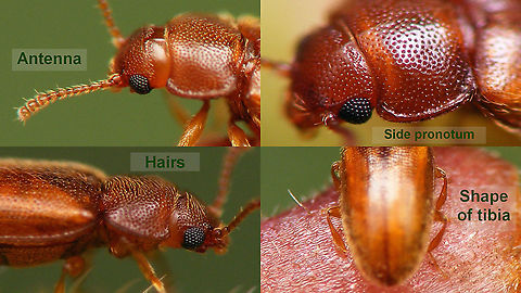 Cryptophilus propinquus - ID-ing details For details see with this image:
https://www.jungledragon.com/image/100284/cryptophilus_propinquus_-_lateral.html Cryptophilus,Cryptophilus integer,Cryptophilus propinquus,Erotylidae,Languriidae,compound eyes