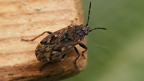 Sphragisticus nebulosus  Alerdinck,Geotagged,Lygaeidae,Megalonotini,Netherlands,Rhyparochromidae,Rhyparochrominae,Sphragisticus,Sphragisticus nebulosus,nl: Nevelrookwants