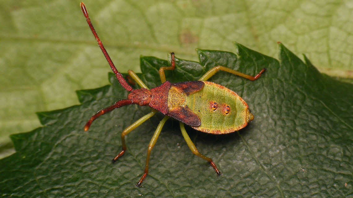 Gonocerus acuteangulatus - L5  Coreidae,Coreoidea,Gonocerus,Gonocerus acuteangulatus,Heteroptera,Jane's garden,egg,nl: Smalle randwants,nymph