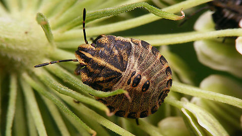 Graphosoma italicum - Late L4 Nymph, later in 4th stadium Graphosoatinae,Graphosoma,Graphosoma italicum,Minstrel Bug,Netherlands,Nymph,Pentatomidae,Pentatomoidea,Pentatomorpha,Podopinae,nl: Pyjamaschildwants