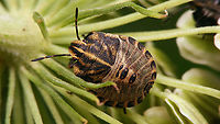 Graphosoma italicum - Late L4 Nymph, later in 4th stadium Graphosoatinae,Graphosoma,Graphosoma italicum,Minstrel Bug,Netherlands,Nymph,Pentatomidae,Pentatomoidea,Pentatomorpha,Podopinae,nl: Pyjamaschildwants