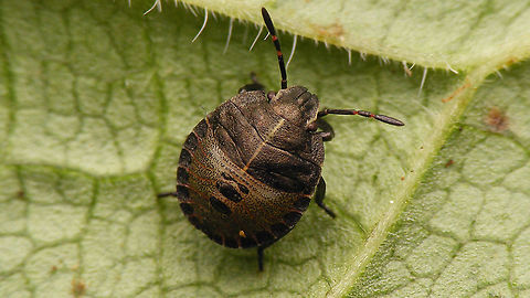Graphosoma italicum - L3 3rd stadium nymph Graphosoatinae,Graphosoma,Graphosoma italicum,Minstrel Bug,Netherlands,Nymph,Pentatomidae,Pentatomoidea,Pentatomorpha,Podopinae,nl: Pyjamaschildwants