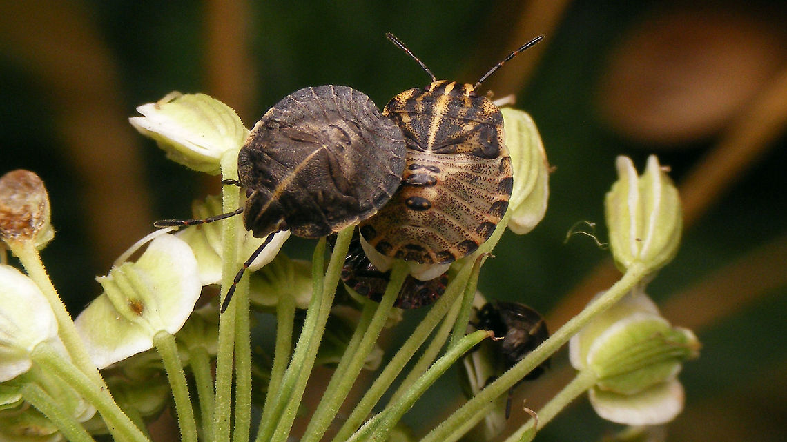 Graphosoma italicum - Nymphs In the foreground an early L4 vs late L4 - bottom right in the background a L3.<br />
Same stadiums individually:<br />
<figure class="photo"><a href="https://www.jungledragon.com/image/100461/graphosoma_italicum_-_l3.html" title="Graphosoma italicum - L3"><img src="https://s3.amazonaws.com/media.jungledragon.com/images/3043/100461_thumb.jpg?AWSAccessKeyId=05GMT0V3GWVNE7GGM1R2&Expires=1759968010&Signature=ErKA%2Bknbe2WJMNSPP4Tx5FufrhE%3D" width="200" height="114" alt="Graphosoma italicum - L3 3rd stadium nymph Graphosoatinae,Graphosoma,Graphosoma italicum,Minstrel Bug,Netherlands,Nymph,Pentatomidae,Pentatomoidea,Pentatomorpha,Podopinae,nl: Pyjamaschildwants" /></a></figure><br />
<figure class="photo"><a href="https://www.jungledragon.com/image/100463/graphosoma_italicum_-_early_l4.html" title="Graphosoma italicum - Early L4"><img src="https://s3.amazonaws.com/media.jungledragon.com/images/3043/100463_thumb.jpg?AWSAccessKeyId=05GMT0V3GWVNE7GGM1R2&Expires=1759968010&Signature=KWqpK5004y%2B7FHKN2DGAh%2Fvm9NU%3D" width="200" height="114" alt="Graphosoma italicum - Early L4  Graphosoatinae,Graphosoma,Graphosoma italicum,Minstrel Bug,Netherlands,Nymph,Pentatomidae,Pentatomoidea,Pentatomorpha,Podopinae,nl: Pyjamaschildwants" /></a></figure><br />
<figure class="photo"><a href="https://www.jungledragon.com/image/100460/graphosoma_italicum_-_late_l4.html" title="Graphosoma italicum - Late L4"><img src="https://s3.amazonaws.com/media.jungledragon.com/images/3043/100460_thumb.jpg?AWSAccessKeyId=05GMT0V3GWVNE7GGM1R2&Expires=1759968010&Signature=fEmAPhJ7RolW82bf2A%2FozjlNbNY%3D" width="200" height="114" alt="Graphosoma italicum - Late L4 Nymph, later in 4th stadium Graphosoatinae,Graphosoma,Graphosoma italicum,Minstrel Bug,Netherlands,Nymph,Pentatomidae,Pentatomoidea,Pentatomorpha,Podopinae,nl: Pyjamaschildwants" /></a></figure> Graphosoatinae,Graphosoma,Graphosoma italicum,Minstrel Bug,Netherlands,Nymph,Pentatomidae,Pentatomoidea,Pentatomorpha,Podopinae,nl: Pyjamaschildwants