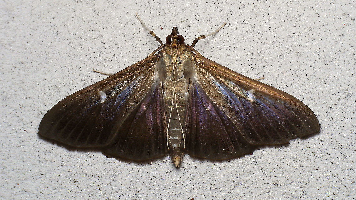 Cydalima perspectalis - Dark form More lateral/ventral view:<br />
<figure class="photo"><a href="https://www.jungledragon.com/image/100969/cydalima_perspectalis_-_dark_form_lateral.html" title="Cydalima perspectalis - Dark form, lateral"><img src="https://s3.amazonaws.com/media.jungledragon.com/images/3043/100969_thumb.jpg?AWSAccessKeyId=05GMT0V3GWVNE7GGM1R2&Expires=1763596810&Signature=VF5TH83dl8LY8VbkdpTVfWPGyig%3D" width="200" height="114" alt="Cydalima perspectalis - Dark form, lateral Dorsal:<br />
https://www.jungledragon.com/image/100968/cydalima_perspectalis_-_dark_form.html Box tree moth,Crambidae,Cydalima,Cydalima perspectalis,Geotagged,Germany,Lepidoptera,Pyraloidea,Spilomelinae,nl: Buxusmot" /></a></figure> Box tree moth,Crambidae,Cydalima,Cydalima perspectalis,Geotagged,Germany,Lepidoptera,Pyraloidea,Spilomelinae,nl: Buxusmot