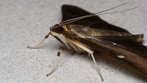 Cydalima perspectalis - Dark form, lateral Dorsal:
https://www.jungledragon.com/image/100968/cydalima_perspectalis_-_dark_form.html Box tree moth,Crambidae,Cydalima,Cydalima perspectalis,Geotagged,Germany,Lepidoptera,Pyraloidea,Spilomelinae,nl: Buxusmot