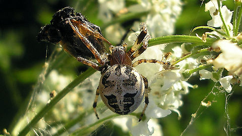Larinioides cornutus A "me too" upload - spin-off from some other project ... Arachnida,Araneae,Araneidae,Furrow Spider,Labidognatha,Larinioides,Larinioides cornutus,nl: Rietkruisspin