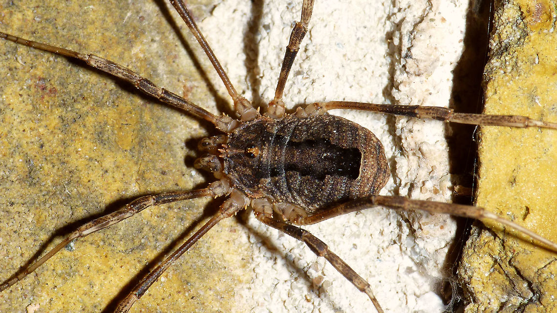 Odiellus spinosus - Close-up  Arachnida,Dromopoda,Geotagged,Netherlands,Odiellus,Odiellus spinosus,Oligolophini,Opiliones,Palpatores,Phalangiidae,Phalangioidea