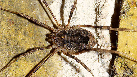 Odiellus spinosus - Close-up  Arachnida,Dromopoda,Geotagged,Netherlands,Odiellus,Odiellus spinosus,Oligolophini,Opiliones,Palpatores,Phalangiidae,Phalangioidea