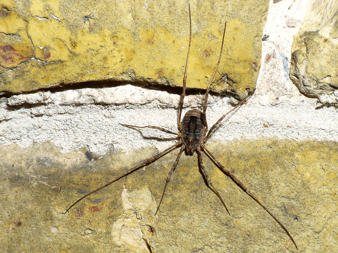 Odiellus spinosus  Arachnida,Dromopoda,Geotagged,Netherlands,Odiellus,Odiellus spinosus,Oligolophini,Opiliones,Palpatores,Phalangiidae,Phalangioidea