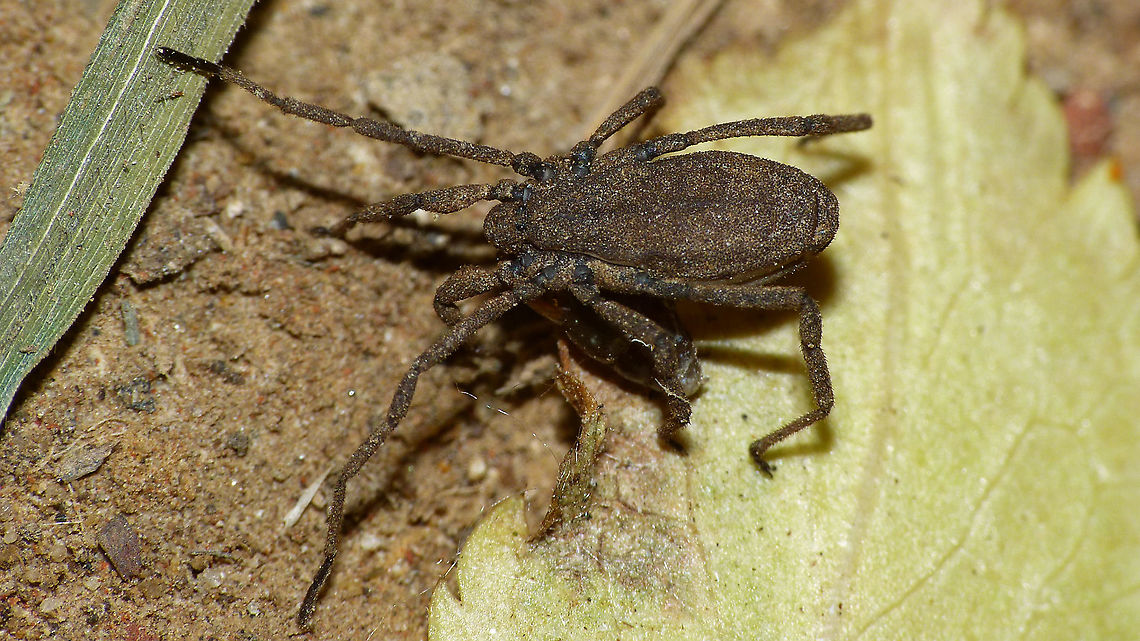 Trogulus nepaeformis - with prey The third species of Trogulus known from the Netherlands. A somewhat older image of the scarcer species of the three, that I was able to ID with the revision of the Dutch Trogulus species by Hay Wijnhoven et al. (2014).<br />
Most specimen previously ID'ed as nepaeformis turned out to be in fact Trogulus closternicus, after that name had been reinstated out of synonymy with nepaeformis, but a few populations in the Netherlands turned out to present the true nepaeformis after all :o)<br />
Here are the other two:<br />
<figure class="photo"><a href="https://www.jungledragon.com/image/54539/trogulus_closternicus.html" title="Trogulus closternicus"><img src="https://s3.amazonaws.com/media.jungledragon.com/images/3043/54539_thumb.jpg?AWSAccessKeyId=05GMT0V3GWVNE7GGM1R2&Expires=1759968010&Signature=Sfa8cO9j7wj2ukqGwL1lRARvmsk%3D" width="200" height="150" alt="Trogulus closternicus Another one of the few species of the very inconspicuous family Trogulidae (Arachnida: Opiliones) in the Netherlands. Very a-typical of general Harvestmen habitus, and living on the soil, in leaf litter, under rocks and rotting wood these are often overlooked. Arachnida,Dyspnoi,Harvestman,Opiliones,Trogulidae,Troguloidea,Trogulus,Trogulus closternicus" /></a></figure><br />
<figure class="photo"><a href="https://www.jungledragon.com/image/54540/trogulus_tricarinatus.html" title="Trogulus tricarinatus"><img src="https://s3.amazonaws.com/media.jungledragon.com/images/3043/54540_thumb.jpg?AWSAccessKeyId=05GMT0V3GWVNE7GGM1R2&Expires=1759968010&Signature=9RApvEN%2BeICcWOlEj7KSYTguOmA%3D" width="200" height="150" alt="Trogulus tricarinatus One of the few species of the very inconspicuous family Trogulidae (Arachnida: Opiliones) in the Netherlands. Very a-typical of general Harvestmen habitus, and living on the soil, in leaf litter, under rocks and rotting wood these are often overlooked. Arachnida,Dyspnoi,Harvestman,Opiliones,Trogulidae,Troguloidea,Trogulus,Trogulus tricarinatus" /></a></figure> Arachnida,Dyspnoi,Geotagged,Harvestman,Netherlands,Opiliones,Trogulidae,Troguloidea,Trogulus,Trogulus nepaeformis