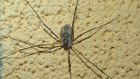 Phalangium opilio - Pale female  Arachnida,Daddy longlegs,Eupnoi,France,Geotagged,Harvestman,Opiliones,Phalangiidae,Phalangioidea,Phalangium,Phalangium opilio,nl: Gewone hooiwagen