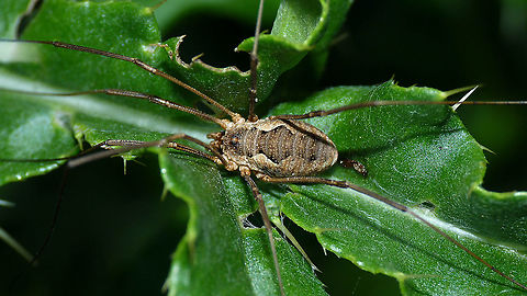 Phalangium opilio - Female on thistle  Arachnida,Daddy longlegs,Eupnoi,Geotagged,Harvestman,Netherlands,Opiliones,Phalangiidae,Phalangioidea,Phalangium,Phalangium opilio,nl: Gewone hooiwagen