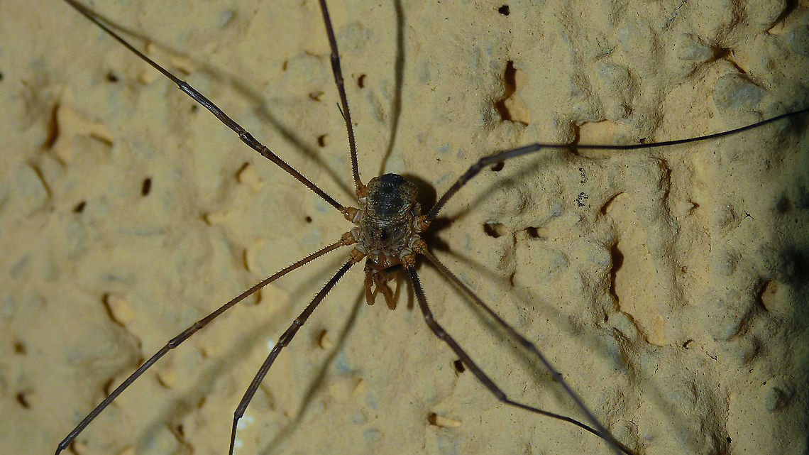 Phalangium opilio - Subadult male  Arachnida,Daddy longlegs,Eupnoi,France,Geotagged,Harvestman,Opiliones,Phalangiidae,Phalangioidea,Phalangium,Phalangium opilio,nl: Gewone hooiwagen