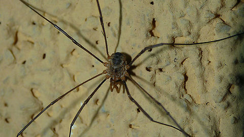 Phalangium opilio - Subadult male  Arachnida,Daddy longlegs,Eupnoi,France,Geotagged,Harvestman,Opiliones,Phalangiidae,Phalangioidea,Phalangium,Phalangium opilio,nl: Gewone hooiwagen