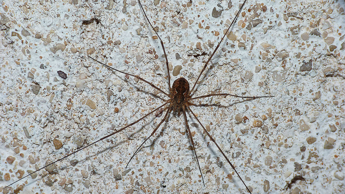 Phalangium opilio - Female  Arachnida,Daddy longlegs,Eupnoi,France,Geotagged,Harvestman,Opiliones,Phalangiidae,Phalangioidea,Phalangium,Phalangium opilio,nl: Gewone hooiwagen