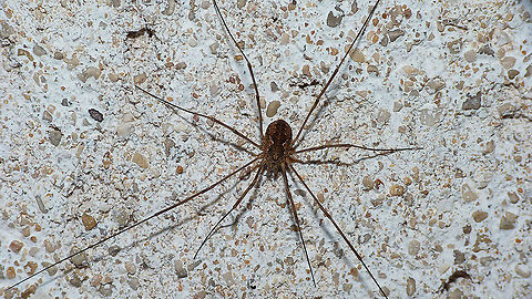 Phalangium opilio - Female  Arachnida,Daddy longlegs,Eupnoi,France,Geotagged,Harvestman,Opiliones,Phalangiidae,Phalangioidea,Phalangium,Phalangium opilio,nl: Gewone hooiwagen