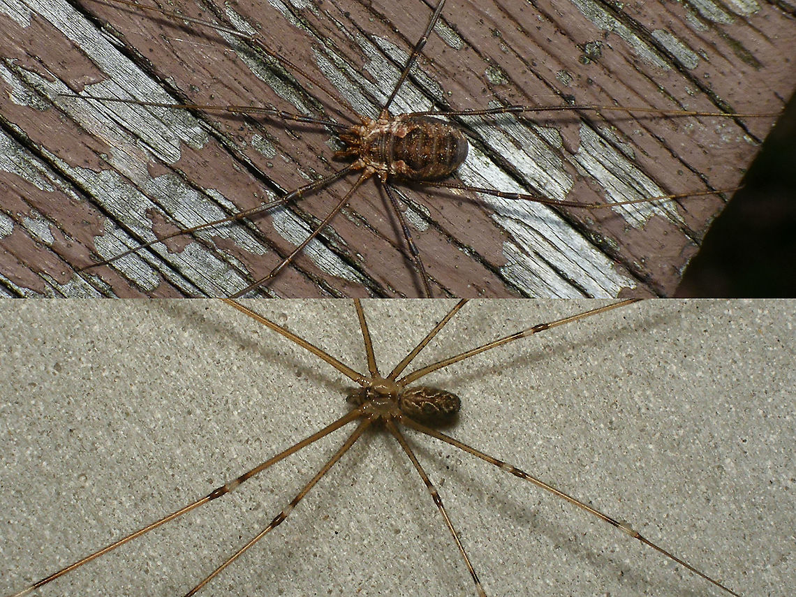 Harvestman vs Spider Side by side to show the difference in body shape between a harvestman and spider.<br />
<br />
Body shape: Harvestmen (Opiliones) have the cephalothorax and abdomen fused into one unit (in Spiders the abdomen is separated by a slender waist, somewhat similar to wasps)<br />
<br />
Eyes: Harvestmen have a single pair of eyes, central on top of the cephalothorax. Spiders have 6-8 eyes in various configuratuions<br />
<br />
Venom: Harvestmen don't have venom glands in their jaws<br />
<br />
Silk: Harvestmen do not posses nipples for spinning silk.  <br />
<br />
Based on these images:<br />
<figure class="photo"><a href="https://www.jungledragon.com/image/101078/phalangium_opilio_-_female.html" title="Phalangium opilio - Female"><img src="https://s3.amazonaws.com/media.jungledragon.com/images/3043/101078_thumb.jpg?AWSAccessKeyId=05GMT0V3GWVNE7GGM1R2&Expires=1770854410&Signature=131SMtkEkkiGxz9SdHKQOiAl0A4%3D" width="200" height="114" alt="Phalangium opilio - Female  Arachnida,Daddy longlegs,Eupnoi,Geotagged,Harvestman,Netherlands,Opiliones,Phalangiidae,Phalangioidea,Phalangium,Phalangium opilio,nl: Gewone hooiwagen" /></a></figure><br />
<figure class="photo"><a href="https://www.jungledragon.com/image/72458/holocnemus_pluchei.html" title="Holocnemus pluchei"><img src="https://s3.amazonaws.com/media.jungledragon.com/images/3043/72458_thumb.jpg?AWSAccessKeyId=05GMT0V3GWVNE7GGM1R2&Expires=1770854410&Signature=y1tCqbHS1CPcxwjFjRgWNviF8jU%3D" width="200" height="114" alt="Holocnemus pluchei This introduced "exotic" counterpart for our https://www.jungledragon.com/tag/6062/pholcus_phalangioides.html  is steadily getting more common in the Netherlands Araneae,Geotagged,Holocneminae,Holocnemus,Holocnemus pluchei,Netherlands,Pholcidae,Pholcoidea,nl: Marmertrilspin" /></a></figure> Arachnida ID help,Araneae,Harvestman,Holocnemus pluchei,Opiliones,Phalangium opilio,Spider,nl: Gewone hooiwagen,nl: Marmertrilspin