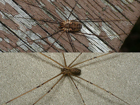 Harvestman vs Spider Side by side to show the difference in body shape between a harvestman and spider.

Body shape: Harvestmen (Opiliones) have the cephalothorax and abdomen fused into one unit (in Spiders the abdomen is separated by a slender waist, somewhat similar to wasps)

Eyes: Harvestmen have a single pair of eyes, central on top of the cephalothorax. Spiders have 6-8 eyes in various configuratuions

Venom: Harvestmen don't have venom glands in their jaws

Silk: Harvestmen do not posses nipples for spinning silk.  

Based on these images:
https://www.jungledragon.com/image/101078/phalangium_opilio_-_female.html
https://www.jungledragon.com/image/72458/holocnemus_pluchei.html Arachnida ID help,Araneae,Harvestman,Holocnemus pluchei,Opiliones,Phalangium opilio,Spider,nl: Gewone hooiwagen,nl: Marmertrilspin