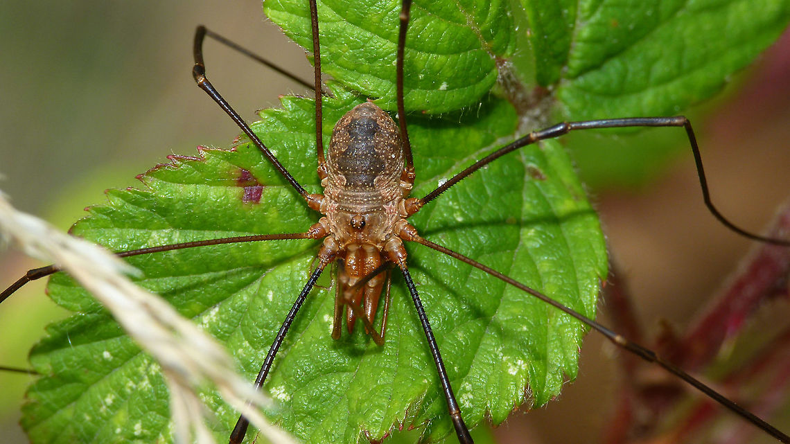 Phalangium opilio - Male  Arachnida,Daddy longlegs,Eupnoi,Geotagged,Harvestman,Netherlands,Opiliones,Phalangiidae,Phalangioidea,Phalangium,Phalangium opilio,nl: Gewone hooiwagen