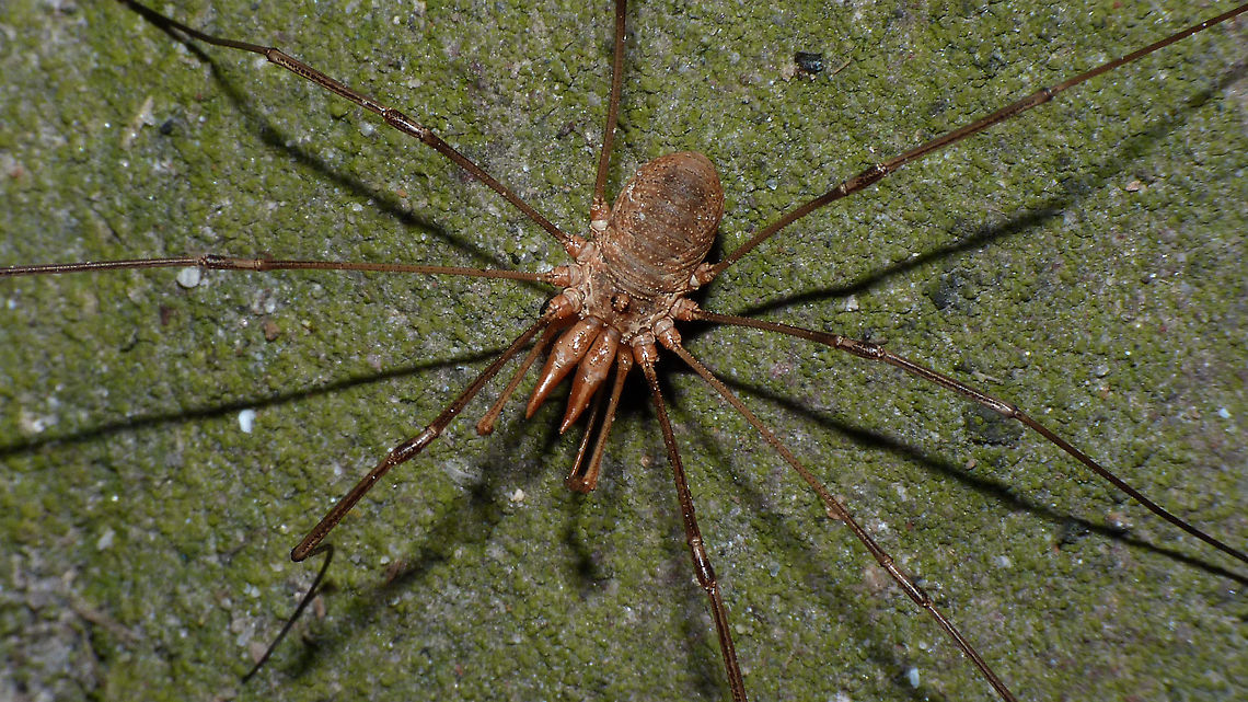 Phalangium opilio - Male  Arachnida,Daddy longlegs,Eupnoi,Geotagged,Harvestman,Netherlands,Opiliones,Phalangiidae,Phalangioidea,Phalangium,Phalangium opilio,nl: Gewone hooiwagen