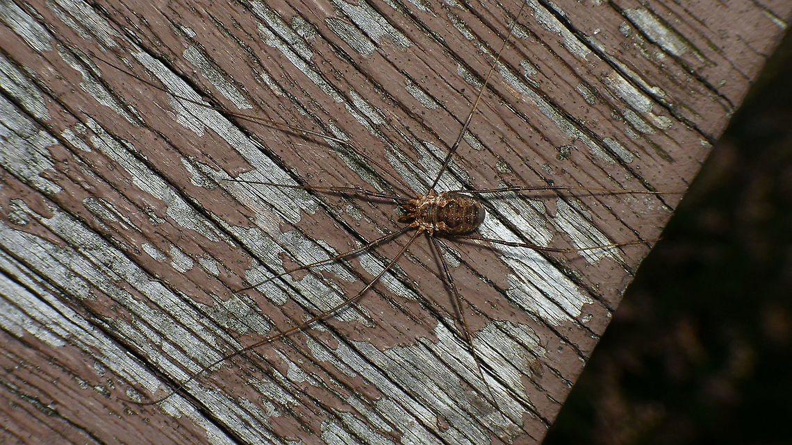Phalangium opilio - Female  Arachnida,Daddy longlegs,Eupnoi,Geotagged,Harvestman,Netherlands,Opiliones,Phalangiidae,Phalangioidea,Phalangium,Phalangium opilio,nl: Gewone hooiwagen