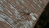 Phalangium opilio - Female  Arachnida,Daddy longlegs,Eupnoi,Geotagged,Harvestman,Netherlands,Opiliones,Phalangiidae,Phalangioidea,Phalangium,Phalangium opilio,nl: Gewone hooiwagen