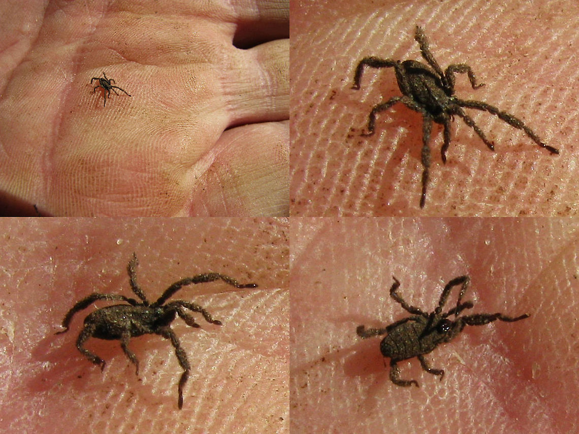 Anelasmocephalus cambridgei on hand To complete the Dutch Trogulidae: Two horrible old images of the only time I&#039;ve ever found this species<br />
<figure class="photo"><a href="https://www.jungledragon.com/image/101099/anelasmocephalus_cambridgei_on_twig.html" title="Anelasmocephalus cambridgei on twig"><img src="https://s3.amazonaws.com/media.jungledragon.com/images/3043/101099_thumb.jpg?AWSAccessKeyId=05GMT0V3GWVNE7GGM1R2&Expires=1763596810&Signature=GtifM%2F4NE1lzKA%2F8WZ%2BNxCweGa8%3D" width="200" height="150" alt="Anelasmocephalus cambridgei on twig To complete the Dutch Trogulidae: Two horrible old images of the only time I&#039;ve ever found this species<br />
https://www.jungledragon.com/image/101098/anelasmocephalus_cambridgei_on_hand.html Anelasmocephalus,Anelasmocephalus cambridgei,Arachnida,Dromopoda,Geotagged,Netherlands,Opiliones,Palpatores,Trogulidae,Troguloidea" /></a></figure> Anelasmocephalus,Anelasmocephalus cambridgei,Arachnida,Dromopoda,Opiliones,Palpatores,Trogulidae,Troguloidea
