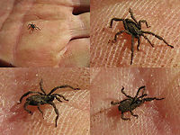 Anelasmocephalus cambridgei on hand To complete the Dutch Trogulidae: Two horrible old images of the only time I've ever found this species<br />
https://www.jungledragon.com/image/101099/anelasmocephalus_cambridgei_on_twig.html Anelasmocephalus,Anelasmocephalus cambridgei,Arachnida,Dromopoda,Opiliones,Palpatores,Trogulidae,Troguloidea