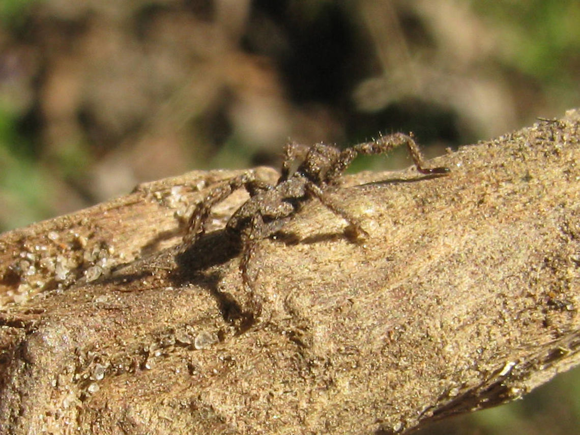 Anelasmocephalus cambridgei on twig To complete the Dutch Trogulidae: Two horrible old images of the only time I&#039;ve ever found this species<br />
<figure class="photo"><a href="https://www.jungledragon.com/image/101098/anelasmocephalus_cambridgei_on_hand.html" title="Anelasmocephalus cambridgei on hand"><img src="https://s3.amazonaws.com/media.jungledragon.com/images/3043/101098_thumb.jpg?AWSAccessKeyId=05GMT0V3GWVNE7GGM1R2&Expires=1759968010&Signature=eYK8HswSHkDG7NC9%2FZ%2FJABfu0jg%3D" width="200" height="150" alt="Anelasmocephalus cambridgei on hand To complete the Dutch Trogulidae: Two horrible old images of the only time I&#039;ve ever found this species<br />
https://www.jungledragon.com/image/101099/anelasmocephalus_cambridgei_on_twig.html Anelasmocephalus,Anelasmocephalus cambridgei,Arachnida,Dromopoda,Opiliones,Palpatores,Trogulidae,Troguloidea" /></a></figure> Anelasmocephalus,Anelasmocephalus cambridgei,Arachnida,Dromopoda,Geotagged,Netherlands,Opiliones,Palpatores,Trogulidae,Troguloidea