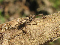 Anelasmocephalus cambridgei on twig To complete the Dutch Trogulidae: Two horrible old images of the only time I've ever found this species<br />
https://www.jungledragon.com/image/101098/anelasmocephalus_cambridgei_on_hand.html Anelasmocephalus,Anelasmocephalus cambridgei,Arachnida,Dromopoda,Geotagged,Netherlands,Opiliones,Palpatores,Trogulidae,Troguloidea