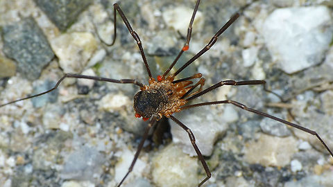 Phalangium opilio - Male with mites  Acari,Arachnida,Daddy longlegs,Eupnoi,Geotagged,Harvestman,Netherlands,Opiliones,Phalangiidae,Phalangioidea,Phalangium,Phalangium opilio,nl: Gewone hooiwagen