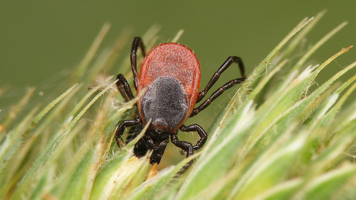 Ixodes ricinus More images of same critter:<br />
<figure class="photo"><a href="https://www.jungledragon.com/image/101102/ixodes_ricinus_-_lateral.html" title="Ixodes ricinus - Lateral"><img src="https://s3.amazonaws.com/media.jungledragon.com/images/3043/101102_thumb.jpg?AWSAccessKeyId=05GMT0V3GWVNE7GGM1R2&Expires=1759968010&Signature=PqYG1vb%2B0OoGGQsKc5%2FE3x88B7U%3D" width="200" height="114" alt="Ixodes ricinus - Lateral See with this image<br />
https://www.jungledragon.com/image/101101/ixodes_ricinus.html Acari,Anactinotrichida,Castor Bean Tick,Ixodes,Ixodes ricinus,Ixodida,Ixodidae,Ixodina,Ixodinae,Jane&#039;s garden,Micrura,nl: Schapenteek" /></a></figure><br />
<figure class="photo"><a href="https://www.jungledragon.com/image/101104/ixodes_ricinus_-_dorsal.html" title="Ixodes ricinus - Dorsal"><img src="https://s3.amazonaws.com/media.jungledragon.com/images/3043/101104_thumb.jpg?AWSAccessKeyId=05GMT0V3GWVNE7GGM1R2&Expires=1759968010&Signature=RVlFGXS3iBhTDDcFypo5k03XlNk%3D" width="200" height="114" alt="Ixodes ricinus - Dorsal See with this image<br />
https://www.jungledragon.com/image/101101/ixodes_ricinus.html Acari,Anactinotrichida,Castor Bean Tick,Ixodes,Ixodes ricinus,Ixodida,Ixodidae,Ixodina,Ixodinae,Jane&#039;s garden,Micrura,nl: Schapenteek" /></a></figure><br />
<figure class="photo"><a href="https://www.jungledragon.com/image/101103/ixodes_ricinus_-_ventral.html" title="Ixodes ricinus - Ventral"><img src="https://s3.amazonaws.com/media.jungledragon.com/images/3043/101103_thumb.jpg?AWSAccessKeyId=05GMT0V3GWVNE7GGM1R2&Expires=1759968010&Signature=dADUATs8z7m1S71sC%2BYaBd1uJEU%3D" width="200" height="114" alt="Ixodes ricinus - Ventral See with this image<br />
https://www.jungledragon.com/image/101101/ixodes_ricinus.html Acari,Anactinotrichida,Castor Bean Tick,Ixodes,Ixodes ricinus,Ixodida,Ixodidae,Ixodina,Ixodinae,Jane&#039;s garden,Micrura,nl: Schapenteek" /></a></figure> Acari,Anactinotrichida,Castor Bean Tick,Ixodes,Ixodes ricinus,Ixodida,Ixodidae,Ixodina,Ixodinae,Jane's garden,Micrura,nl: Schapenteek