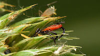 Ixodes ricinus - Lateral See with this image<br />
https://www.jungledragon.com/image/101101/ixodes_ricinus.html Acari,Anactinotrichida,Castor Bean Tick,Ixodes,Ixodes ricinus,Ixodida,Ixodidae,Ixodina,Ixodinae,Jane's garden,Micrura,nl: Schapenteek