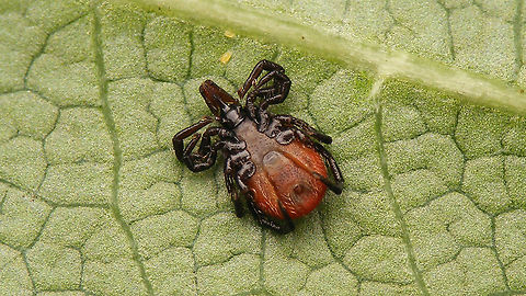 Ixodes ricinus - Ventral See with this image
https://www.jungledragon.com/image/101101/ixodes_ricinus.html Acari,Anactinotrichida,Castor Bean Tick,Ixodes,Ixodes ricinus,Ixodida,Ixodidae,Ixodina,Ixodinae,Jane's garden,Micrura,nl: Schapenteek