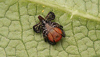 Ixodes ricinus - Ventral See with this image<br />
https://www.jungledragon.com/image/101101/ixodes_ricinus.html Acari,Anactinotrichida,Castor Bean Tick,Ixodes,Ixodes ricinus,Ixodida,Ixodidae,Ixodina,Ixodinae,Jane's garden,Micrura,nl: Schapenteek