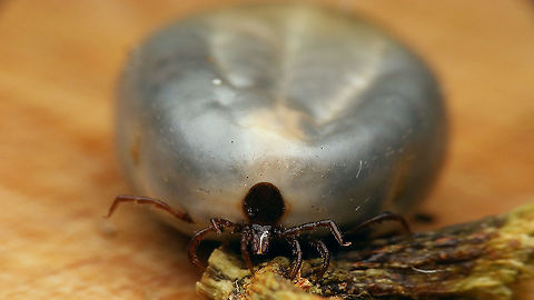 Ixodes ricinus - Full  Acari,Anactinotrichida,Castor Bean Tick,Ixodes,Ixodes ricinus,Ixodida,Ixodidae,Ixodina,Ixodinae,Jane's garden,Micrura,nl: Schapenteek