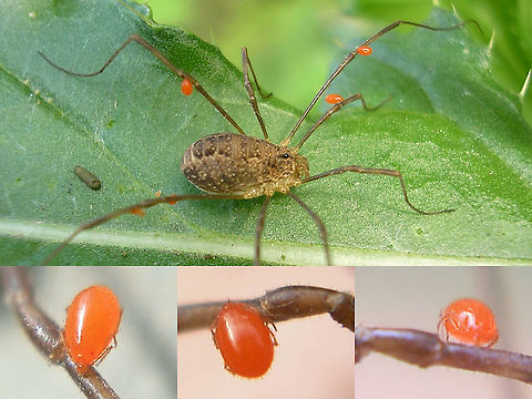 Rilaena triangularis with mites Rather old collage of a Rilaena triangularis carrying various parasitic larvae of a predatory mite about. Acari,Arachnida,Opiliones,Phalangiidae,Rilaena,Rilaena triangularis,nl: Voorjaarshooiwagen