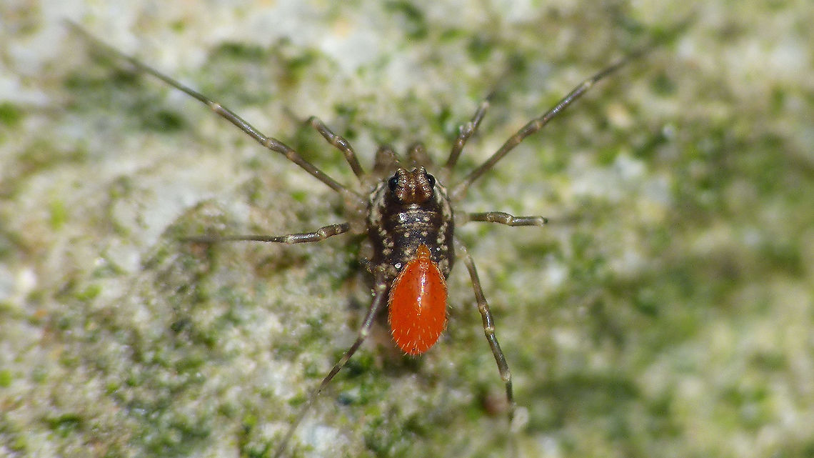 Rilaena triangularis - Juvenile with mite A tiny juvenile of Rilaena triangularis pestered by the parasitic larva of some predatory mite.<br />
For comparison, the same type/size of mite larva on an adult Rilaena:<br />
<figure class="photo"><a href="https://www.jungledragon.com/image/101107/rilaena_triangularis_with_mites.html" title="Rilaena triangularis with mites"><img src="https://s3.amazonaws.com/media.jungledragon.com/images/3043/101107_thumb.jpg?AWSAccessKeyId=05GMT0V3GWVNE7GGM1R2&Expires=1767225610&Signature=2HycPrcdAxPGai0p%2FvPSvIpLFrY%3D" width="200" height="150" alt="Rilaena triangularis with mites Rather old collage of a Rilaena triangularis carrying various parasitic larvae of a predatory mite about. Acari,Arachnida,Opiliones,Phalangiidae,Rilaena,Rilaena triangularis,nl: Voorjaarshooiwagen" /></a></figure> Acari,Arachnida,Opiliones,Phalangiidae,Rilaena,Rilaena triangularis,juvenile,nl: Voorjaarshooiwagen