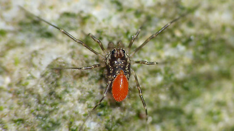 Rilaena triangularis - Juvenile with mite A tiny juvenile of Rilaena triangularis pestered by the parasitic larva of some predatory mite.
For comparison, the same type/size of mite larva on an adult Rilaena:
https://www.jungledragon.com/image/101107/rilaena_triangularis_with_mites.html Acari,Arachnida,Opiliones,Phalangiidae,Rilaena,Rilaena triangularis,juvenile,nl: Voorjaarshooiwagen