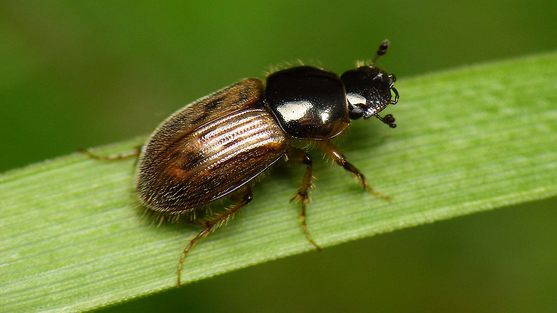 Aphodius (Nimbus) contaminatus Not the best image, but this very common species was still missing on JD ... Aphodiidae,Aphodiinae,Aphodius,Aphodius contaminatus,Geotagged,Netherlands,Nimbus,Nimbus contaminatus,Scarabaeoidea