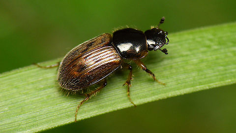 Aphodius contaminatus