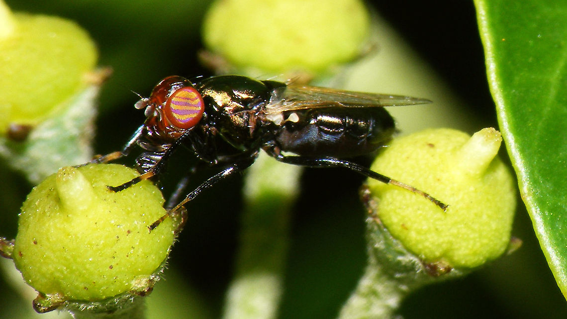 Physiphora alceae Fairly rare, small fly with beautifully striped eyes and the strangest rostrum... should try to get better images, but glaring sunlight and restless subject were not helpful today *rolleyes*<br />
<br />
Jeroen has a much better image of this peculiar little fly here:<br />
<figure class="photo"><a href="https://www.jungledragon.com/image/40480/physiphora_alceae.html" title="Physiphora alceae"><img src="https://s3.amazonaws.com/media.jungledragon.com/images/2771/40480_thumb.jpg?AWSAccessKeyId=05GMT0V3GWVNE7GGM1R2&Expires=1759968010&Signature=0hYrjP8mfyEshWEhYY7bjGOG9Sc%3D" width="200" height="134" alt="Physiphora alceae Physiphora alceae made with a reversed 20mm lens Geotagged,Netherlands,Physiphora alceae,Summer" /></a></figure> Brachycera,Diptera,Jane's garden,Physiphora,Physiphora alceae,Ulidiidae,Ulidiinae,Ulidiini